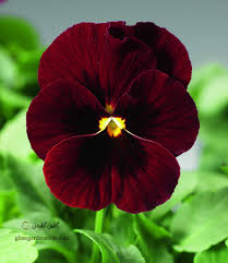 دانلود آهنگ دلکم نگینه امانقلوا